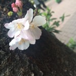 イギリスの美容室の、こんな記事をみつけました！